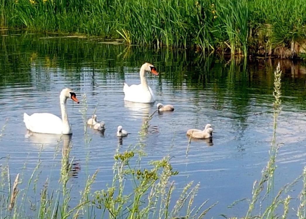 Bed & Breakfast Donna Pijnacker Екстер'єр фото
